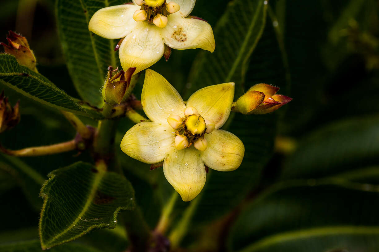 Image of Pachycarpus acidostelma M. Glen & Nicholas