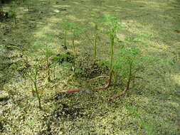 Image of Fine-leaved Water-dropwort