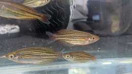 Image of Dwarf rainbowfish