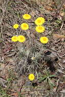 Image of Leucochrysum albicans subsp. albicans