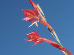 Imagem de Gladiolus quadrangularis (Burm. fil.) Aiton