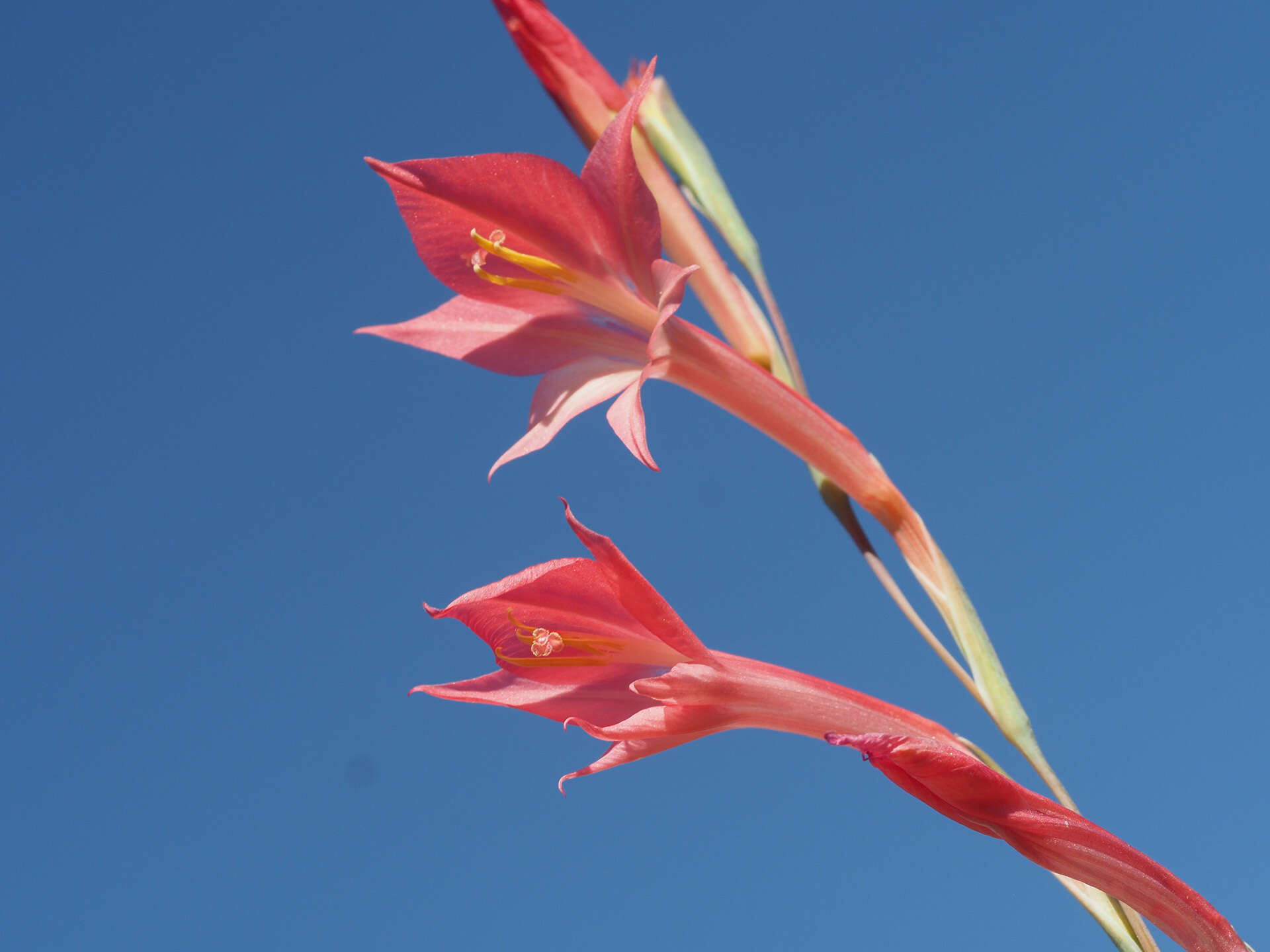 Imagem de Gladiolus quadrangularis (Burm. fil.) Aiton