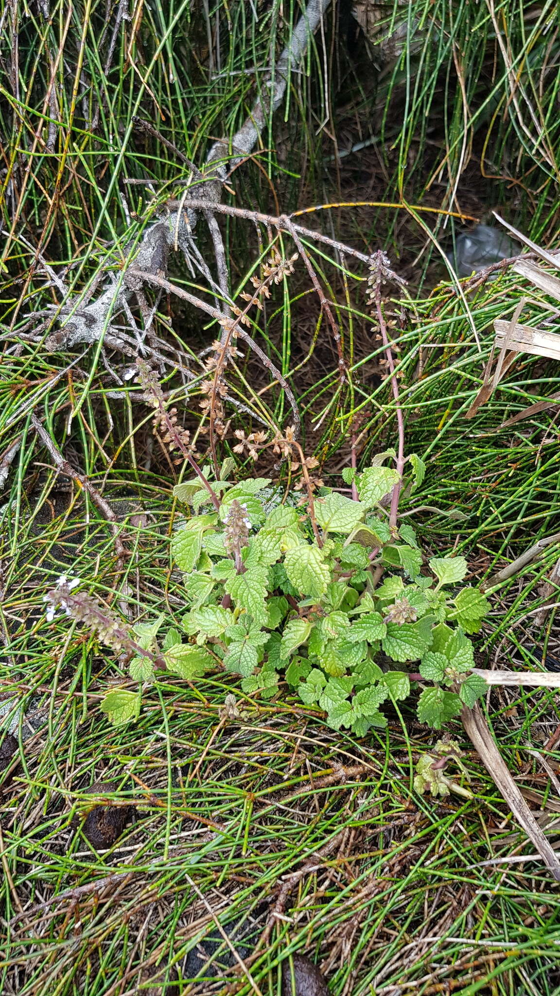 صورة <i>Coleus australis</i>