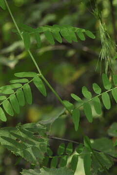 Imagem de Vicia lilacina Ledeb.