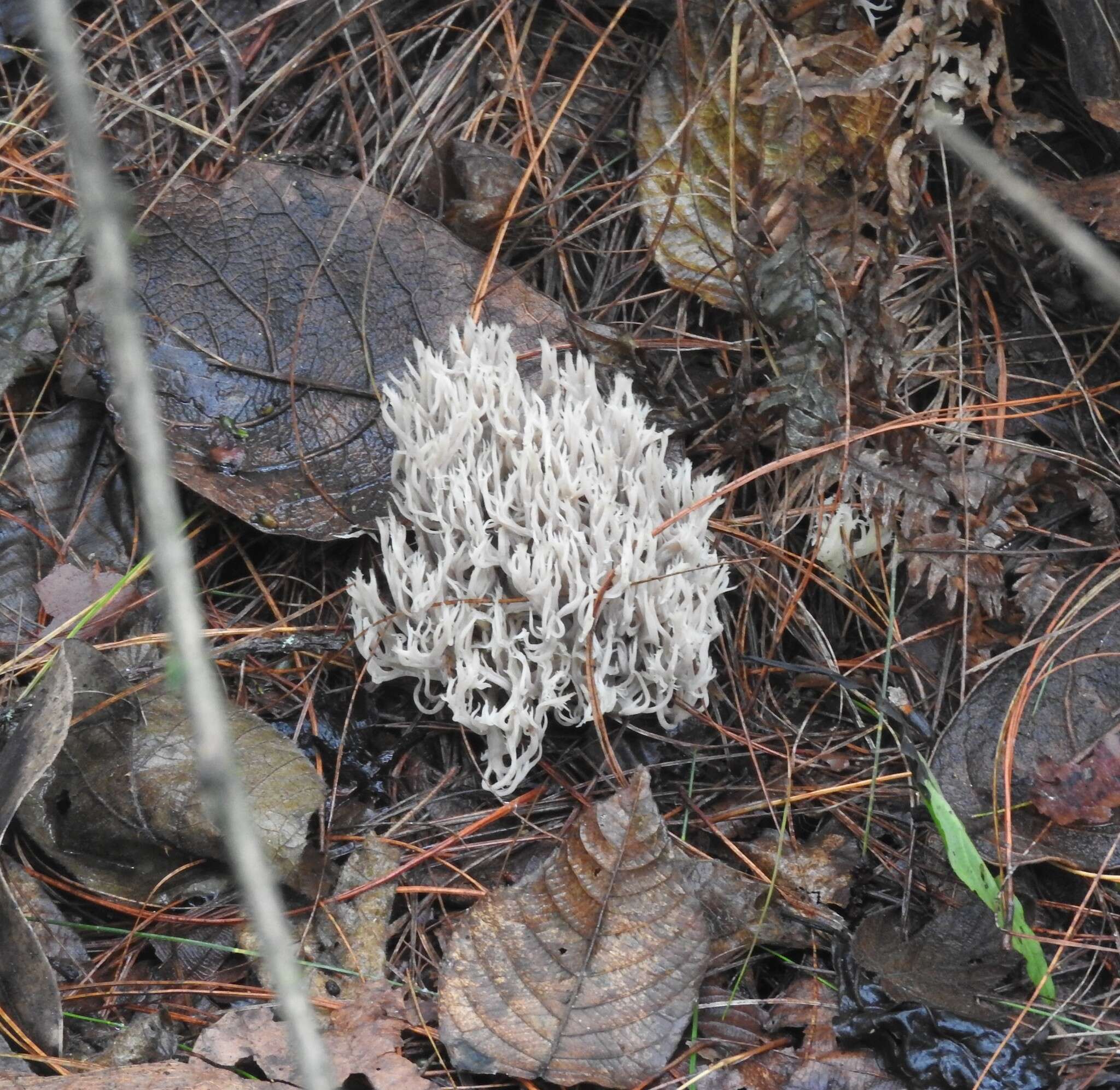 Image de Clavaire À Crêtes