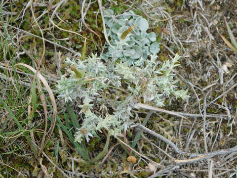 Слика од Lucilia acutifolia (Poir.) Cass.