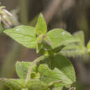 Image of Trichodesma microcalyx Balf. fil.