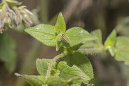 Image of Trichodesma microcalyx Balf. fil.