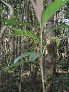 Image of Dypsis hildebrandtii (Baill.) Becc.