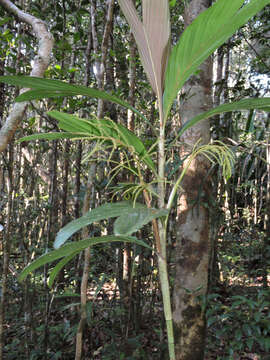 Image of Dypsis hildebrandtii (Baill.) Becc.