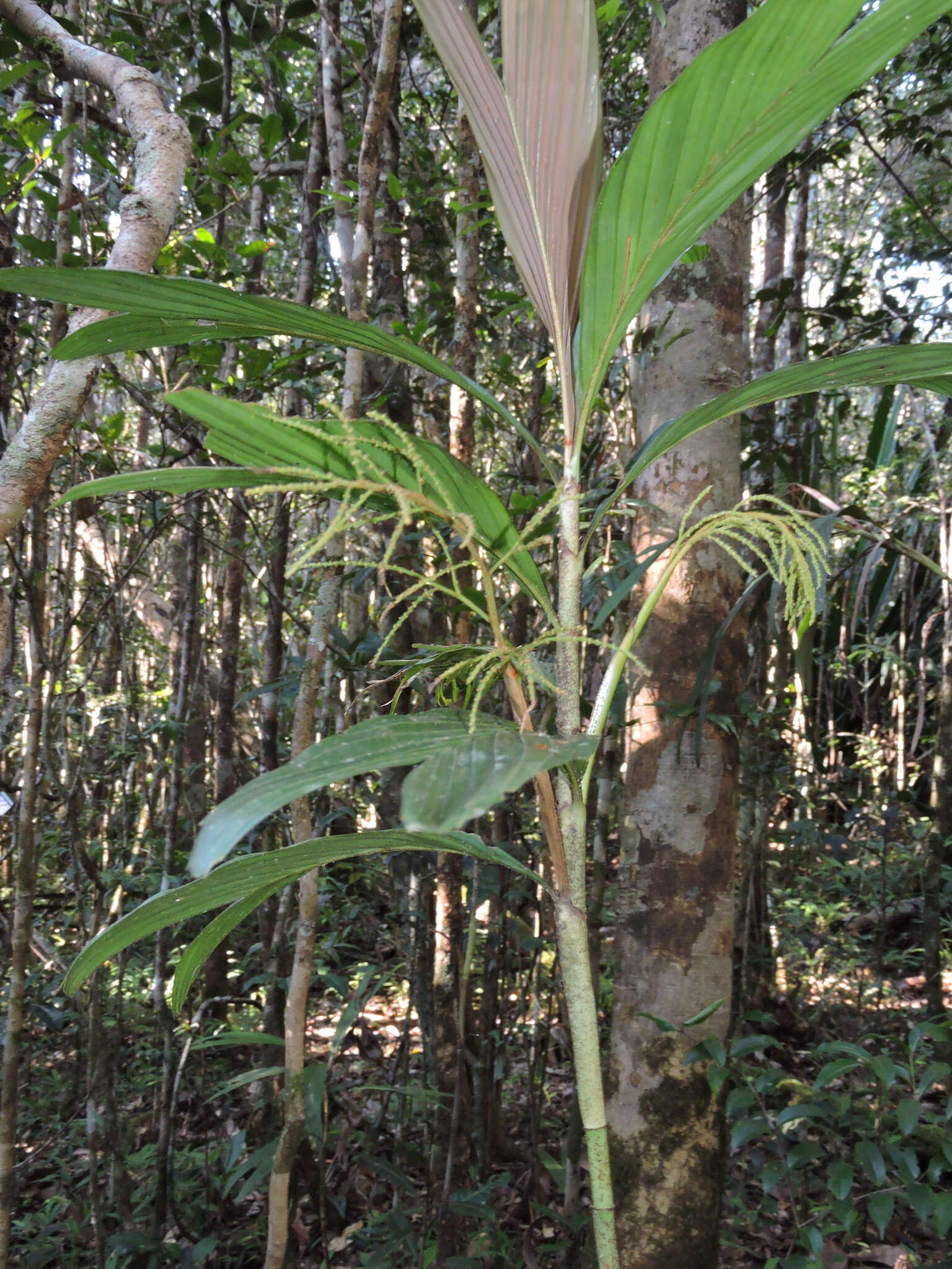 Image of Dypsis hildebrandtii (Baill.) Becc.