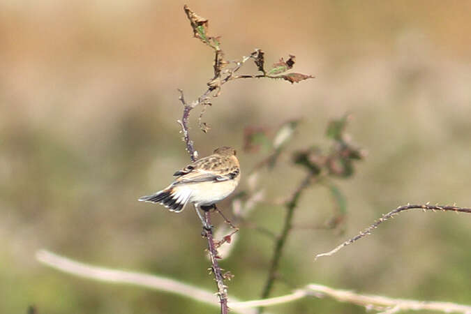 Saxicola maurus hemprichii Ehrenberg 1833 resmi