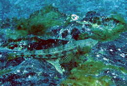 Image of Diamond Lizardfish