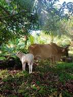 Image of zebu cattle