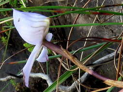 Image of Disa maculata L. fil.