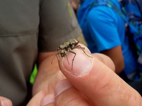 Image de Cicindela (Cicindela) sylvicola Dejean 1822