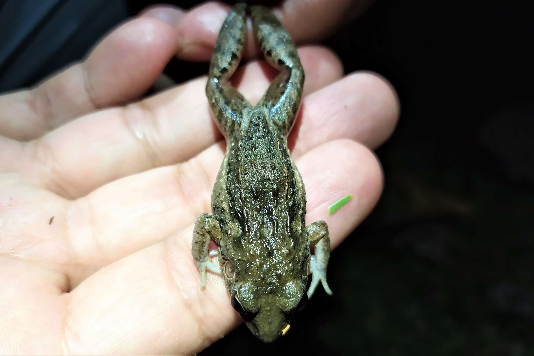 Image of American White Lipped Frog