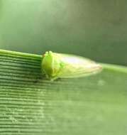 Image of Macropsis (Neomacropsis) decisa Hamilton 1983