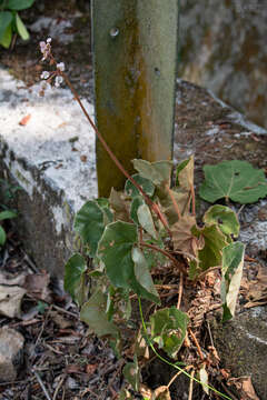 Image of Begonia pinetorum A. DC.