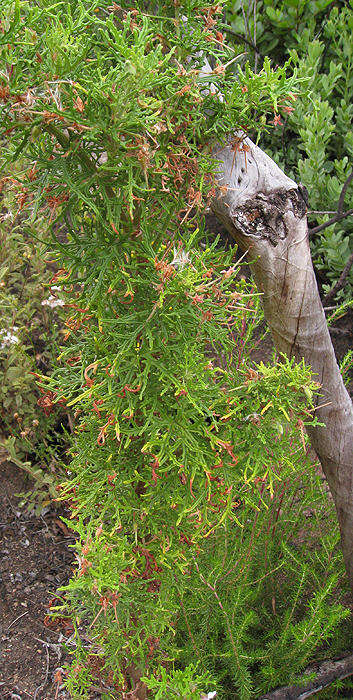 Image of rasp-leaf pelargonium