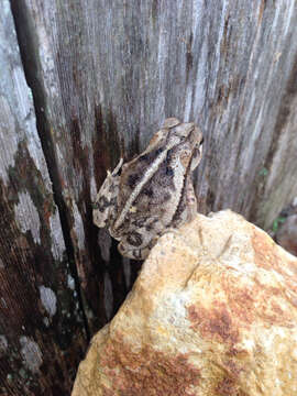 Image of gulf coast toad