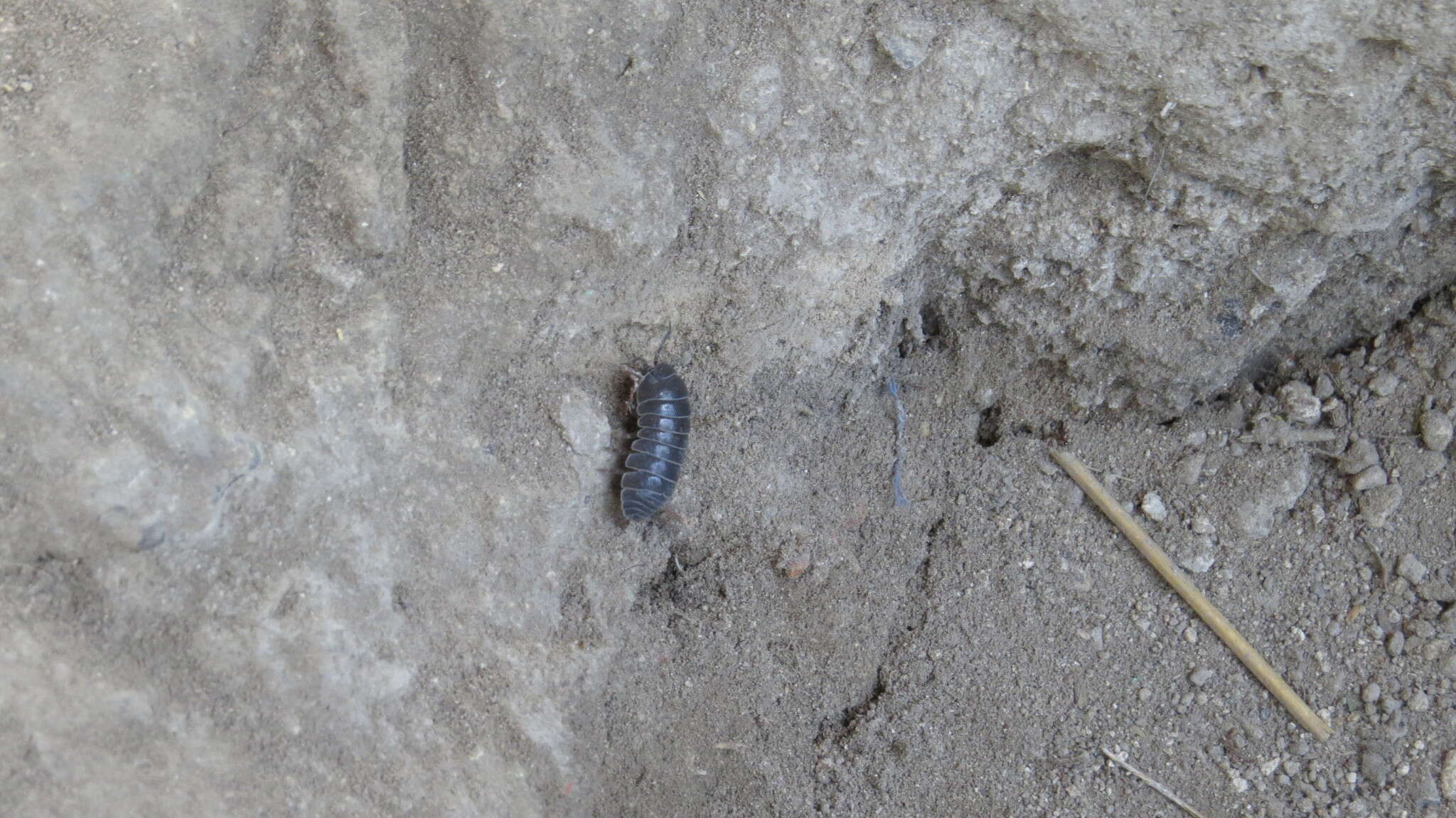 Image of Pill woodlouse