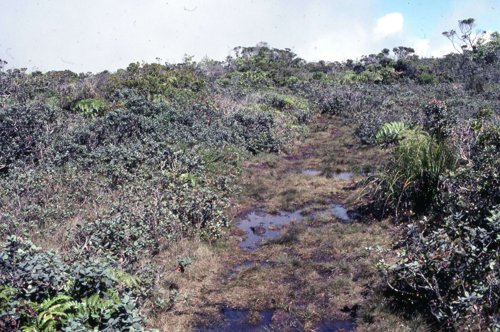 Image of Maui Rosette Grass