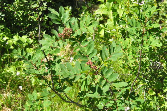 Image of western mountain ash