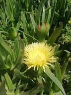 Слика од Carpobrotus edulis subsp. edulis