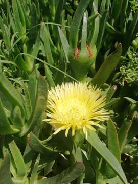 Imagem de Carpobrotus edulis subsp. edulis