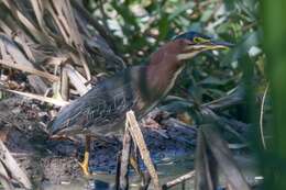 Butorides virescens anthonyi (Mearns 1895) resmi