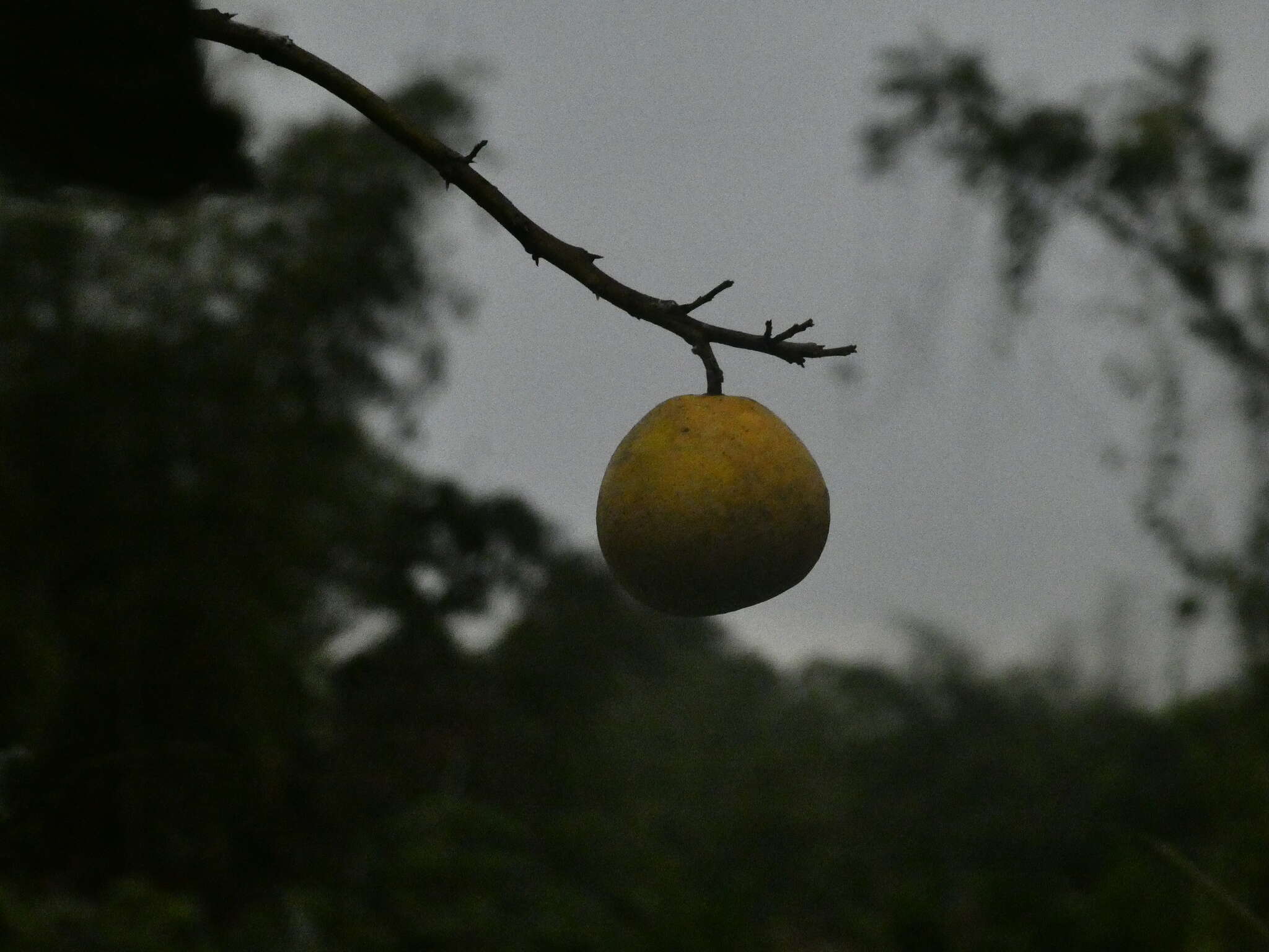 Plancia ëd Citrus aurantium L.