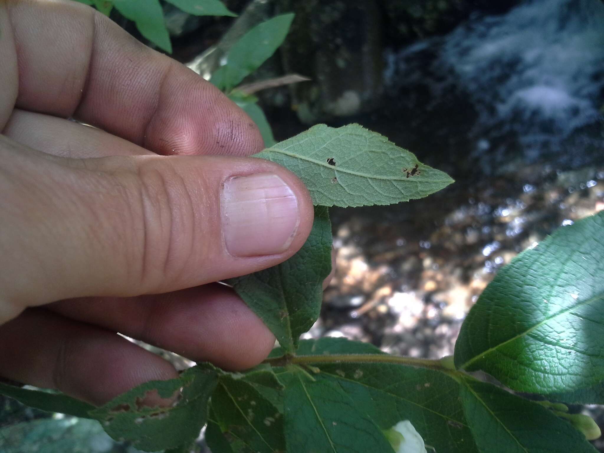 Image of Bowkeria cymosa Mac Owan