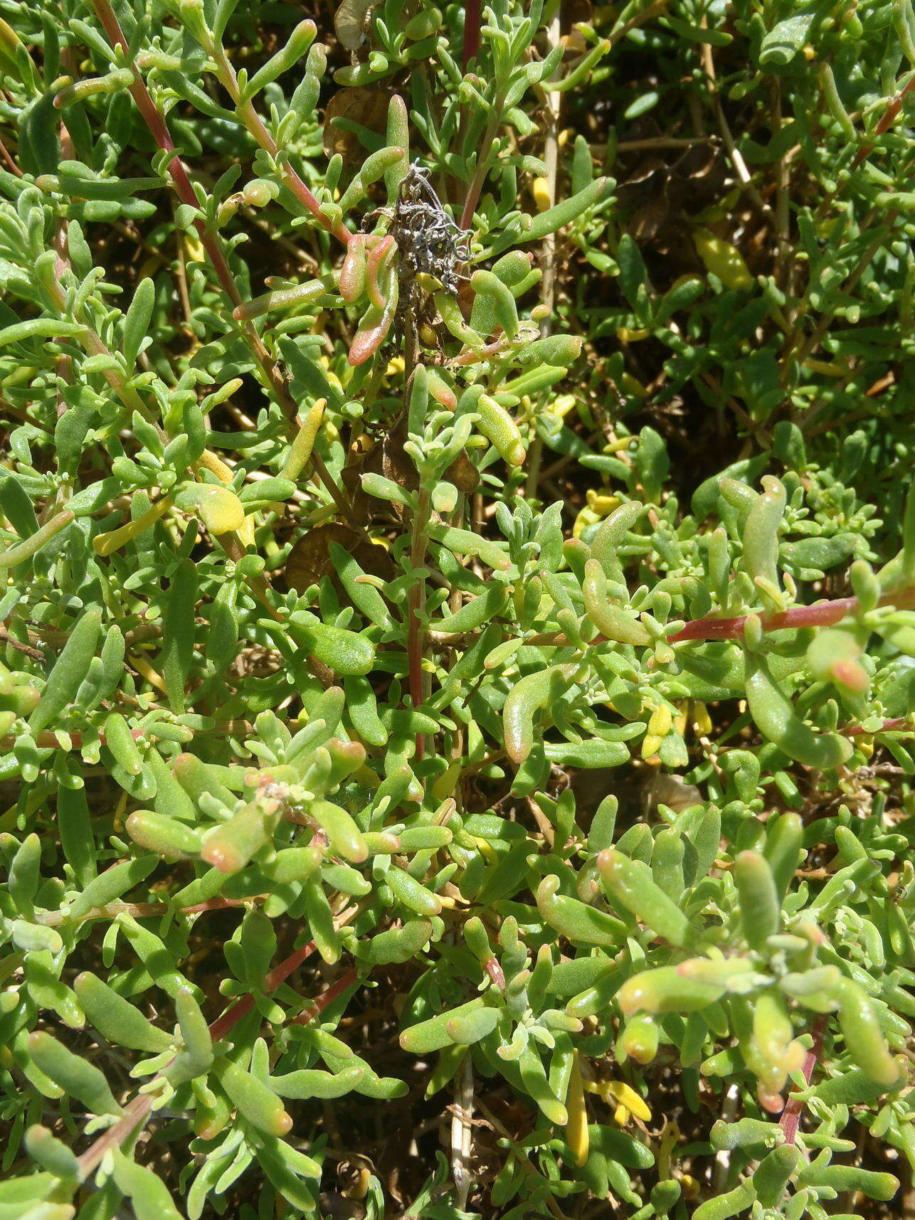 Image of Tetragonia fruticosa L.