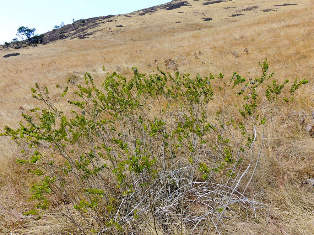 Image of Otholobium polystictum (Harv.) C. H. Stirt.