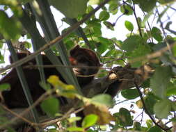 Image of Colombian Red Howler Monkey