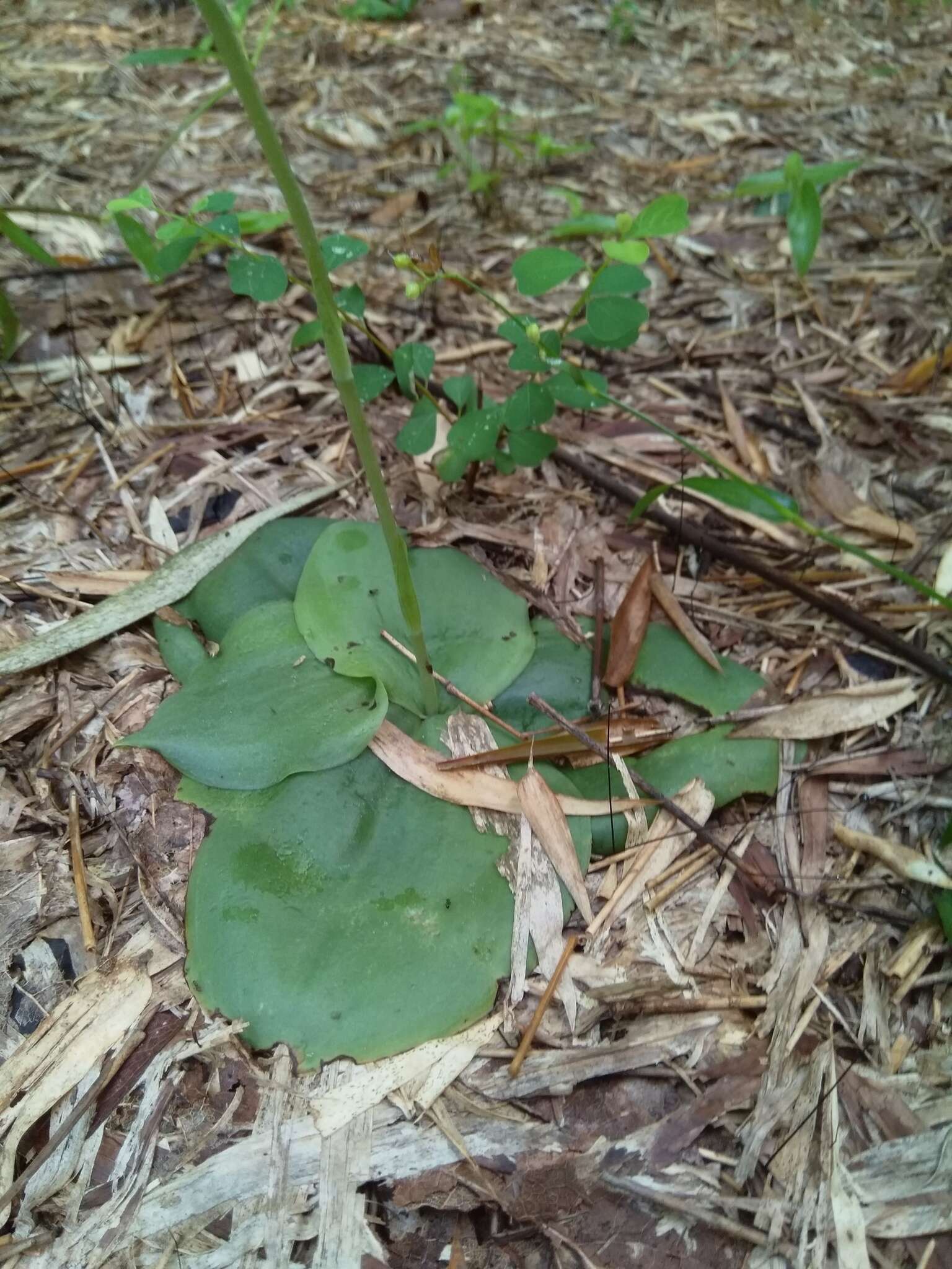 Imagem de Habenaria roxburghii Nicolson