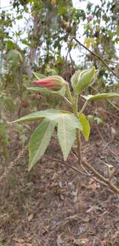 Hibiscus splendens Fras. ex R. Grah.的圖片