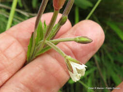 Image of Epilobium capense Buch. ex Krauss