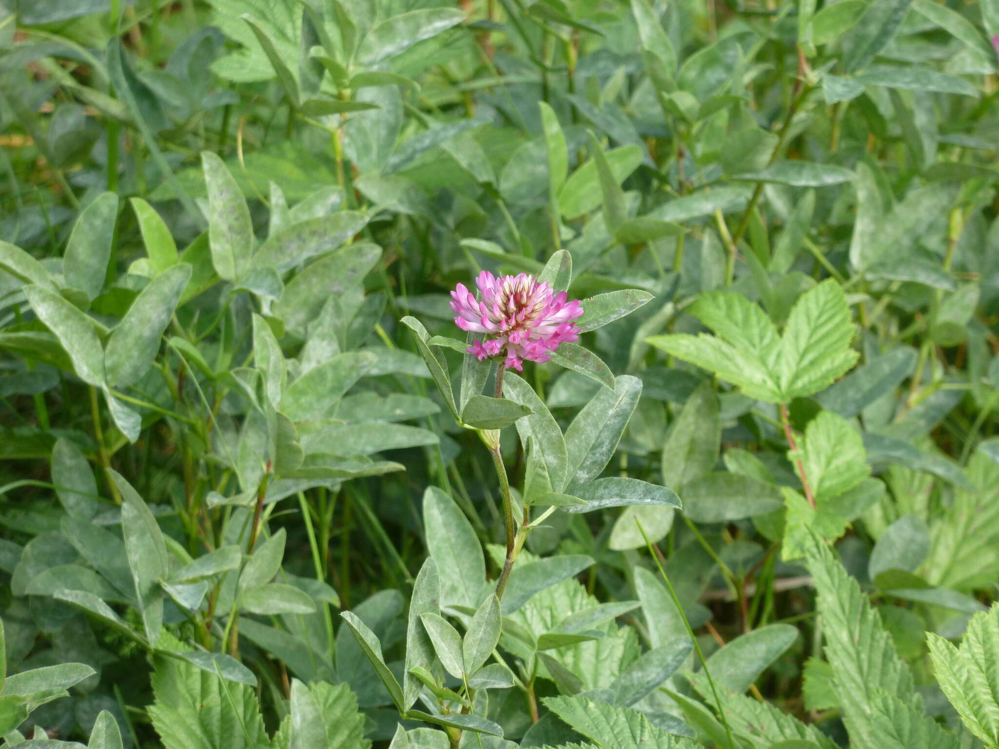 Imagem de Trifolium medium L.