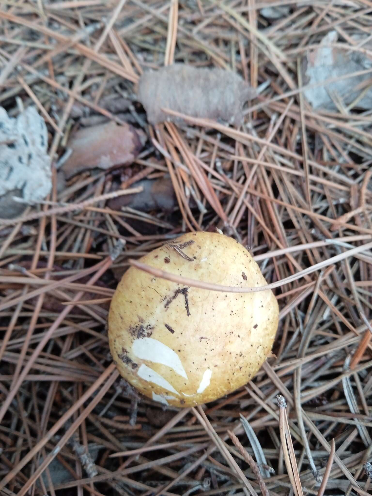 Image de Suillus mediterraneensis (Jacquet. & J. Blum) Redeuilh 1992