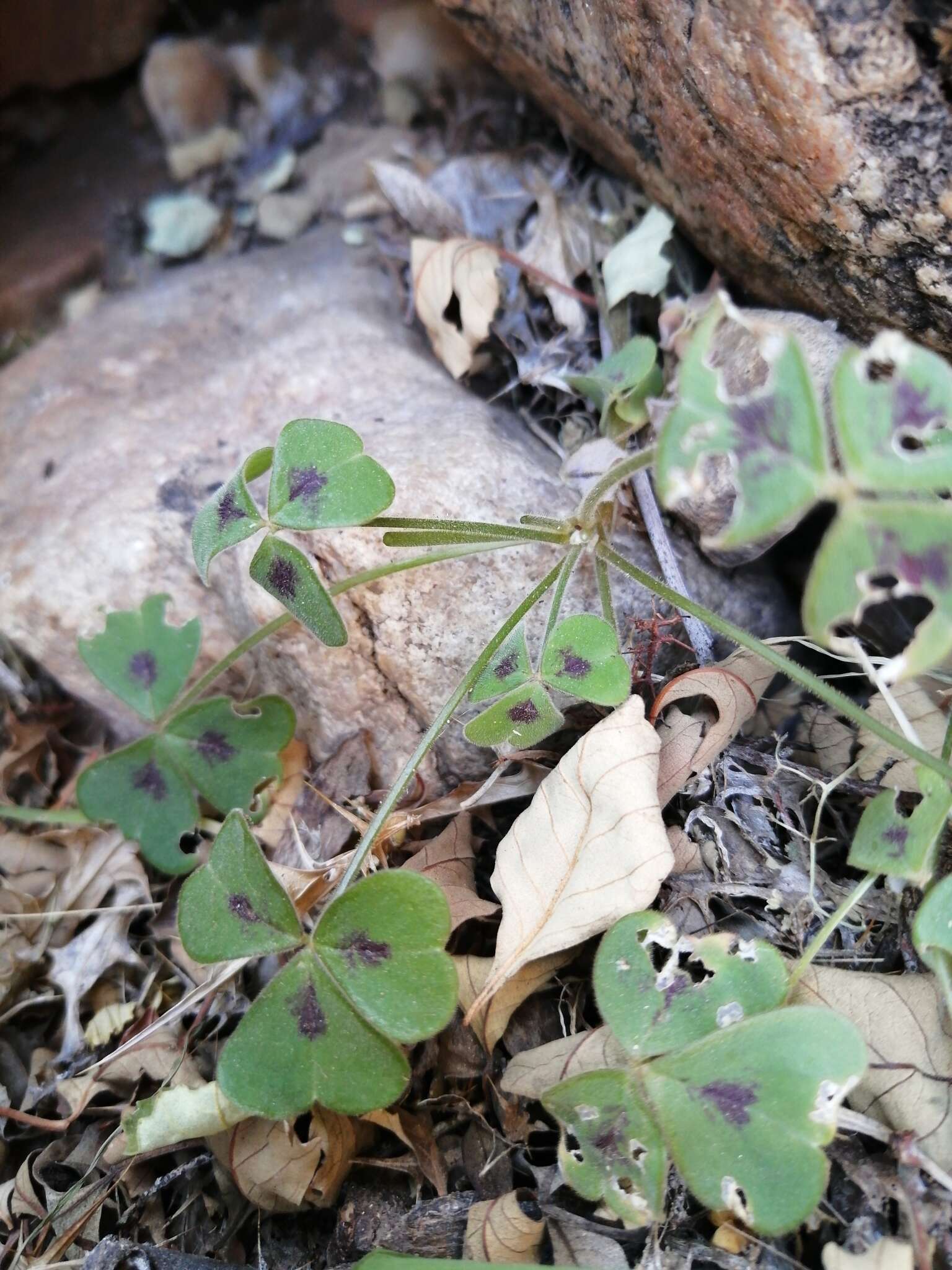 Sivun Oxalis hirsutibulba Dreyer, Roets & Oberl. kuva