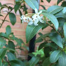 Image of Osmanthus burkwoodii (Burkwood & Skipwith) P. S. Green