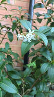 Image of Osmanthus burkwoodii (Burkwood & Skipwith) P. S. Green