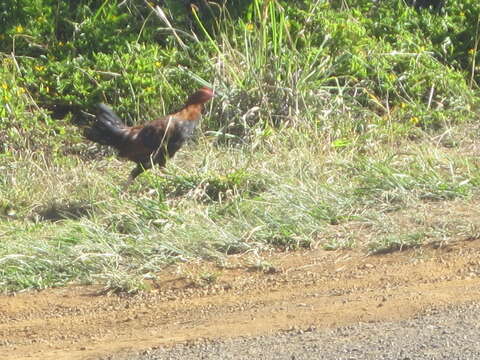 Image of Red Junglefowl