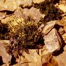 Image of Draba pectinipila Rollins