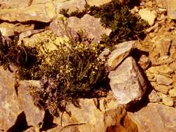 Image of Draba pectinipila Rollins