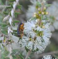 Calliphora dubia (Macquart 1855)的圖片