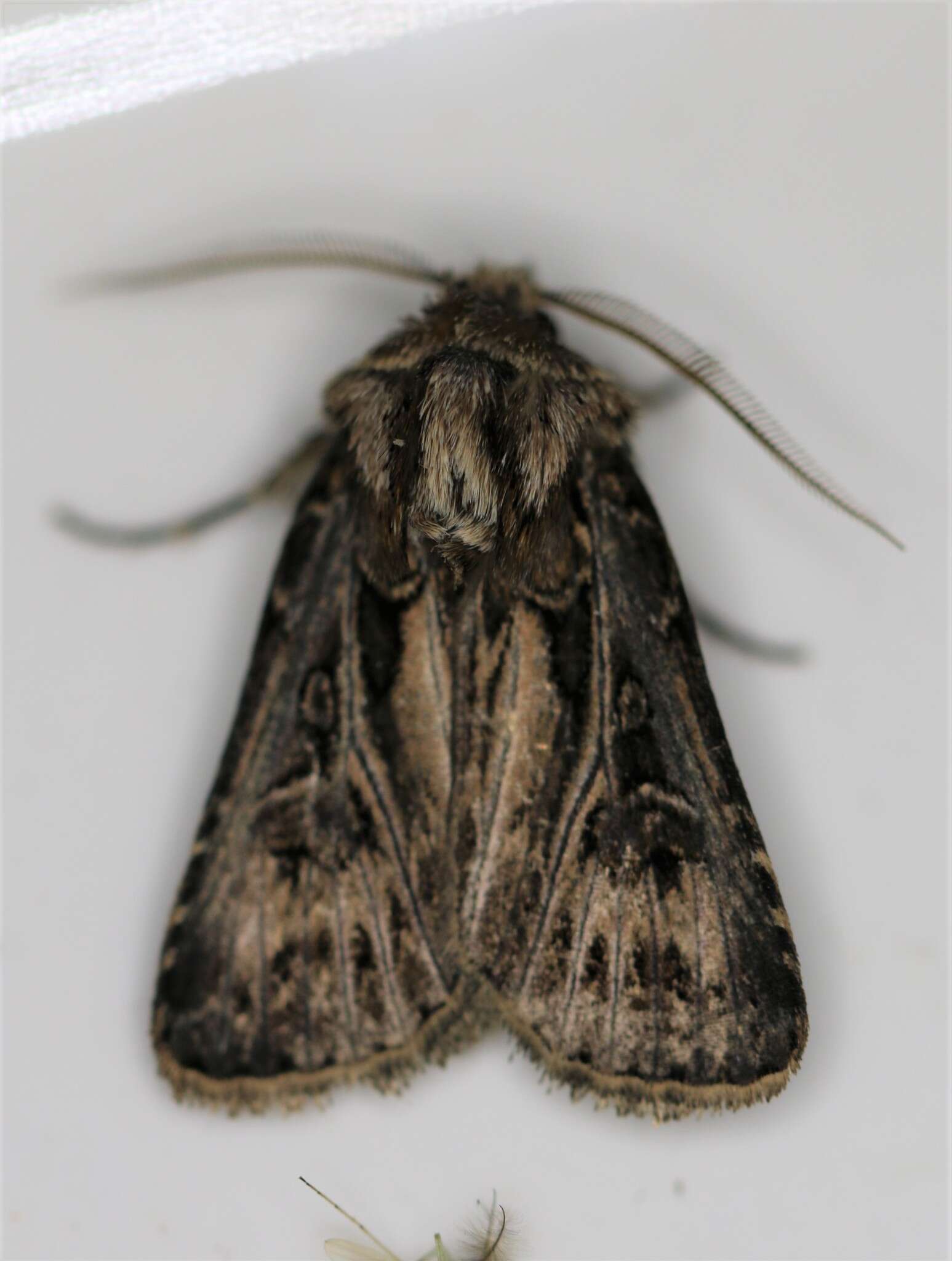 صورة Agrotis gladiaria Morris 1874