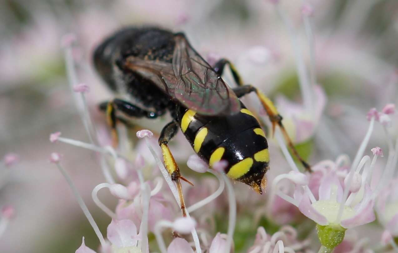 Image de Ectemnius lapidarius (Panzer 1803)